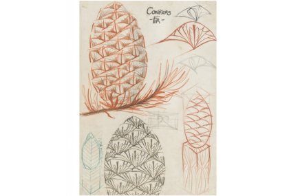 Conifer